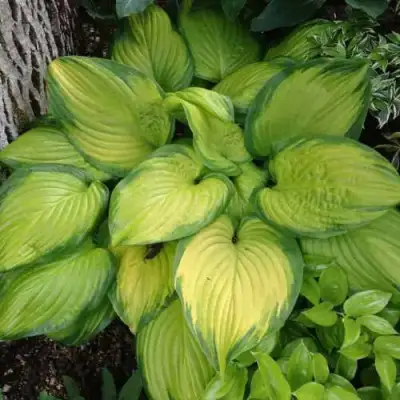 Хоста СТЕЙНД ГЛАСС гибридная в Бресте