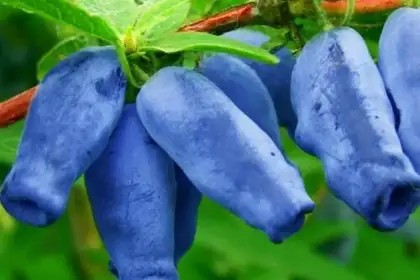 Сорта ягодных кустарников - Жимолость съедобная