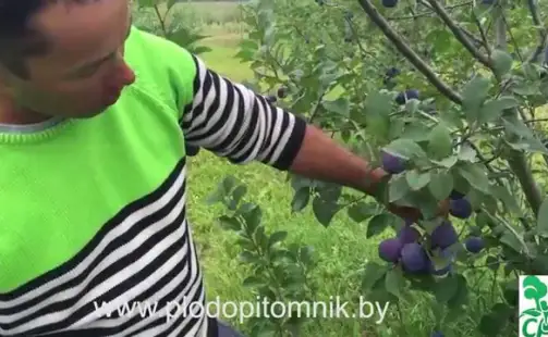 Превью видео