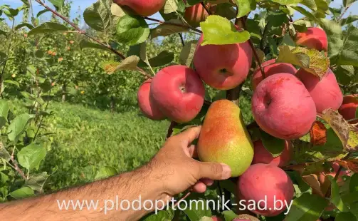 Превью видео