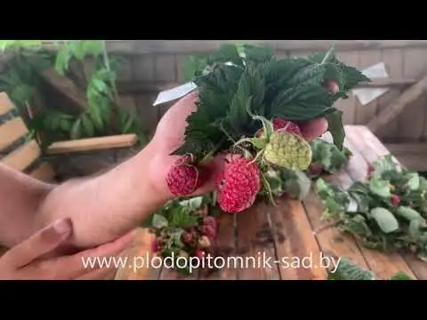 Превью видео