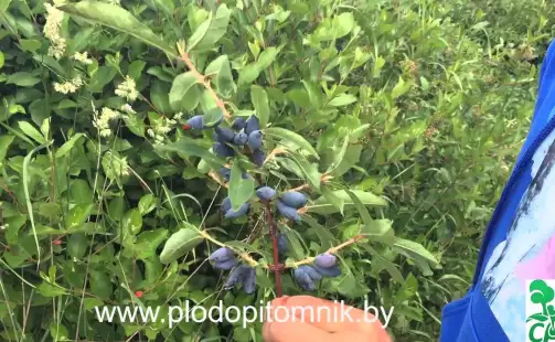 Превью видео