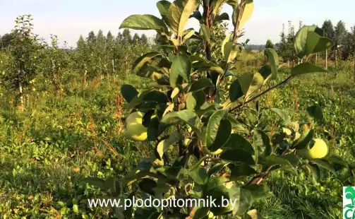 Превью видео