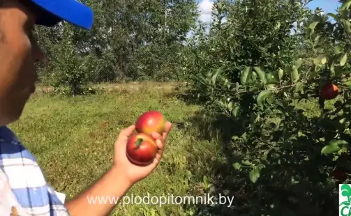 Превью видео