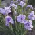 Ирис ИМПЕРИАЛ ОПАЛ сибирский в Бресте