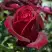 Роза ПАПА МЕЙЯН чайно-гибридная в Бресте