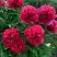 Пион БЕЛГРАВИЯ травянистый в Бресте