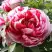 Пион РЕД ВИЗ ПИНК древовидный в Бресте