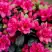 Азалия КАНЗОНЕТТА японская в Бресте