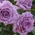 Роза ЛАВ СОНГ флорибунда в Бресте
