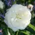 Роза АЛАБАСТЕР флорибунда в Бресте