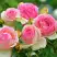 Роза ПЬЕР ДЕ РОНСАР плетистая в Бресте