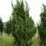 Можжевельник КАЙЗУКА китайский в Бресте
