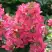 Гортензия МЕГА МИНДИ метельчатая в Бресте