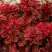 Барбарис РЕД ХОТ ЧИЛИ тунберга в Бресте