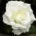 Роза МОНДИАЛЬ чайно-гибридная в Бресте