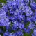 Вероника РОЯЛ БЛЮ большая в Бресте