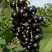 Смородина чёрная ВИНОГРАДНАЯ в Бресте