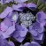 Гортензия БЛАУМАЙС (БЛАУМАЙЗЕ) крупнолистная в Бресте