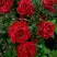 Роза РЕД ИНТУИШН чайно-гибридная в Бресте