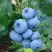 Голубика ТОРО в Бресте