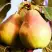 Груша СЛАДКАЯ ИЗ МЛИЕВА в Бресте