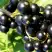 Смородина чёрная ДЕЛИКАТЕСНАЯ в Бресте