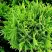 Туя ДАНИКА западная в Бресте