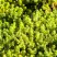 Очиток (седум) ЙЕЛЛОУ КВИН едкий в Бресте