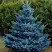Ель МАДЖЕСТИК БЛЮ колючая в Бресте