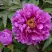 Пион ЛИЛОВАЯ ФАНТАЗИЯ древовидный в Бресте