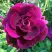 Роза БУРГУНДИ АЙС флорибунда в Бресте