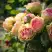 Роза ПИТАХАЙЯ чайно-гибридная в Бресте
