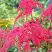 Астильба РЕД ЧАРМ Арендса в Бресте