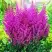 Астильба ПЕПЛ РЕЙН гибридная в Бресте