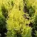 Туя ГОЛДЕН БРАБАНТ западная в Бресте
