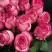 Роза КАРУСЕЛЬ чайно-гибридная в Бресте