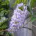 Глициния макростахия БЛЮ МУН в Бресте