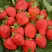 Клубника САН АНДРЕАС ремонтантная в Бресте