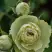 Роза ГРИН ДАЙМОНД миниатюрная в Бресте