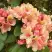 Рододендрон ФЛАУТАНДО в Бресте