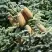 Пихта благородная в Бресте