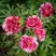 Пион РЕД ВИЗ ПИНК древовидный в Бресте