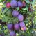 Слива БЛЮ СВИТ колонновидная в Бресте