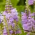 Физостегия РОЗЕЯ виргинская в Бресте