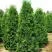 Туя ПИРАМИДАЛИС КОМПАКТА западная в Бресте