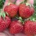 Клубника ВИМА ЗАНТА в Бресте