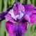 Ирис СИ Я ЛЕЙТЕР сибирский в Бресте