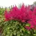 Астильба САННИ ДЕЙ гибридная в Бресте