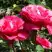 Роза ВИЕН РОУЗ чайно-гибридная в Бресте